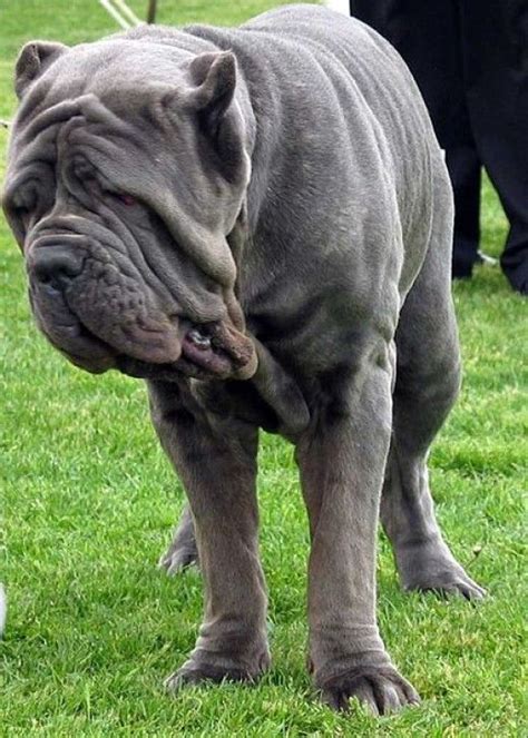 Top 10 Biggest Dogs Mastiff Dog Breeds Large Dog Breeds Dog Breeds