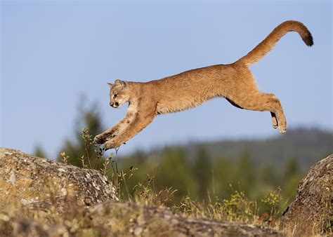 Cats Animal Cougar Hd Wallpaper Peakpx