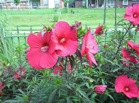 Maybe you would like to learn more about one of these? PlantFiles Pictures: Hardy Hibiscus, Rose Mallow, Swamp ...