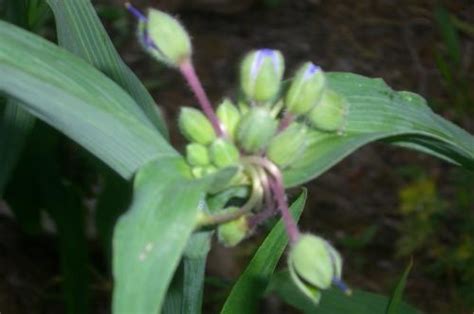We did not find results for: Purple flower that close at night inc pics