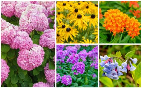 15 Perfect Minnesota Perennials Garden Lovers Club