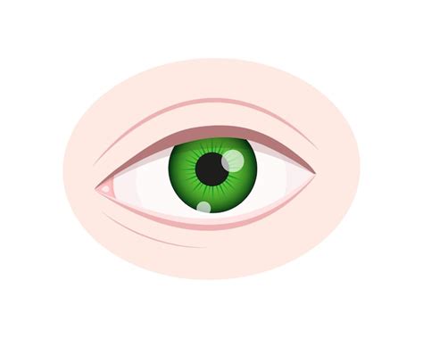 Primer Plano Del Ojo Humano órgano De La Visión Con Iris Verde Pupila