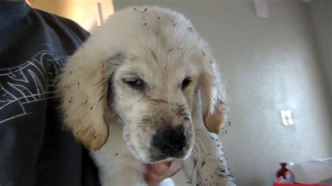 Super Cooper Sunday 4 Dirtiest Golden Retriever Puppy Ever Youtube