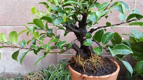 We did not find results for: Bonsai-misadventures: What Ficus Microcarpa has taught me