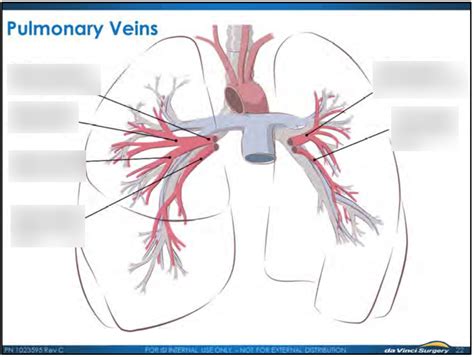 Pulmonary Veins Diagram Quizlet