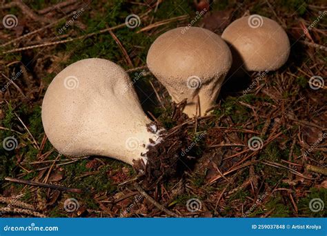 Lycoperdon Perlatum Popularly Known As The Common Puffball Stock Photo