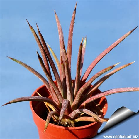 The red leaves on your cactus are an indicator that it has suffered sunburn. Agave stricta "rubra"
