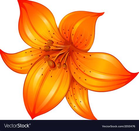 An Orange Lily Flower Royalty Free Vector Image