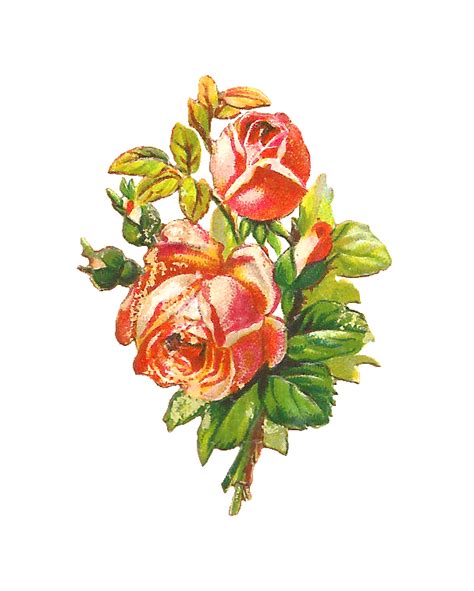 Antique Images Free Flower Clip Art Red And Pink Rose