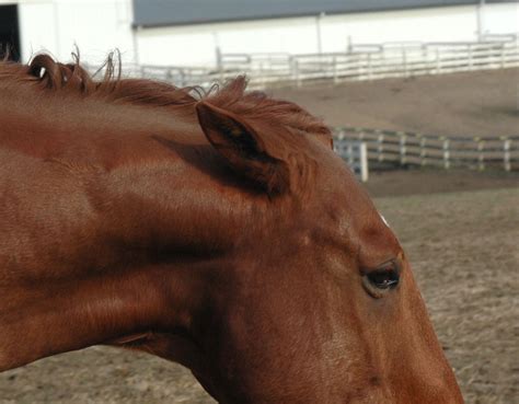 Pinned Ears Horses