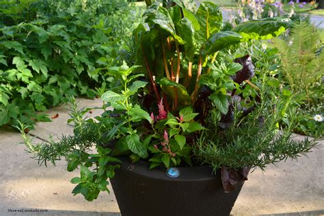 Two large self watering planters for $16. Best Self-Watering Garden Container - Shawna Coronado