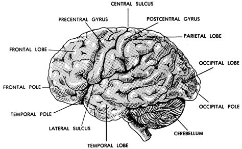 Images 11 Nervous System Basic Human Anatomy