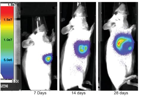 An Orthotopic Mouse Model Of Spontaneous Breast Cancer Metastasis