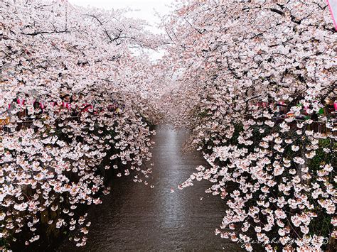 20 Of The Best Pictures Of This Years Japanese Cherry Blossoms
