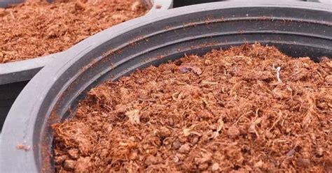 The exact application will depend on the use and the. Using Peat Moss - Do Use Peat In Your Growing? in 2020 ...