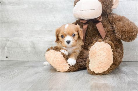 We recommend you rescue a cavalier king charles spaniel (or any dog) before you buy a puppy from a breeder. Cavalier Puppies for Sale | Premierpups.com