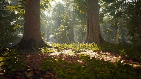 Artstation Ue4 Broadleaf Forest V3 Willi Hammes Tree Forest