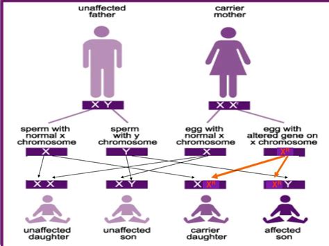 Can A Recessive Trait Be On The Y Chromosome Solving Genetics Problems Involving Sex Linked