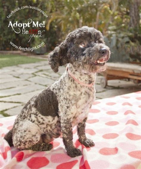 Maybe you would like to learn more about one of these? Germane, female mama poodle mix, available at Aussie and ...