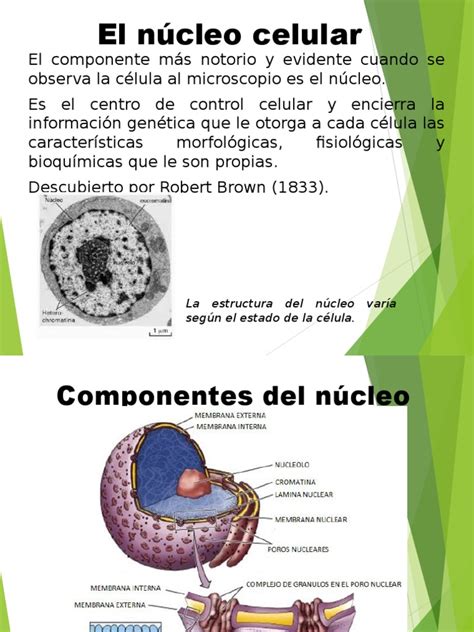 05 El Núcleo Celular Nucleo Celular Cromosoma