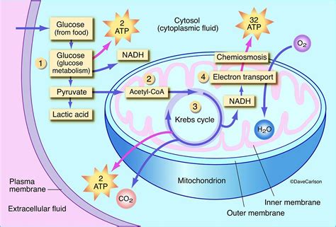 Diagram Of Aerobic Respiration Within A Plant Cell Which Is The