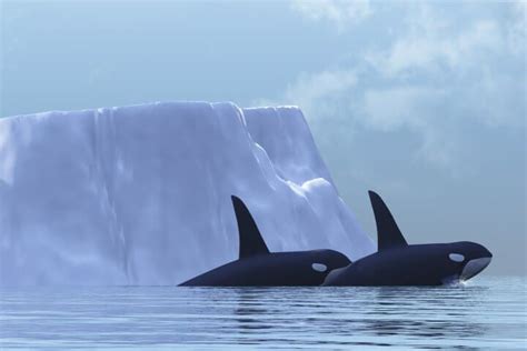 Orcinus Orca Svalbard Norway Killer Whales Arctic Ocean Ocean Canvas