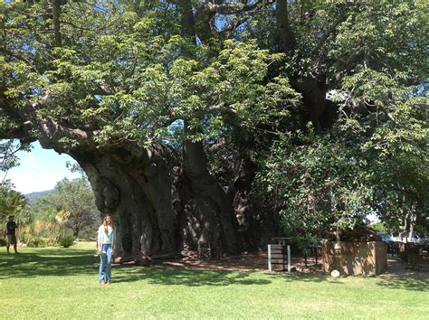 Big Tree Boabab In Tzaneen South Africa Circumference 43sq Meters