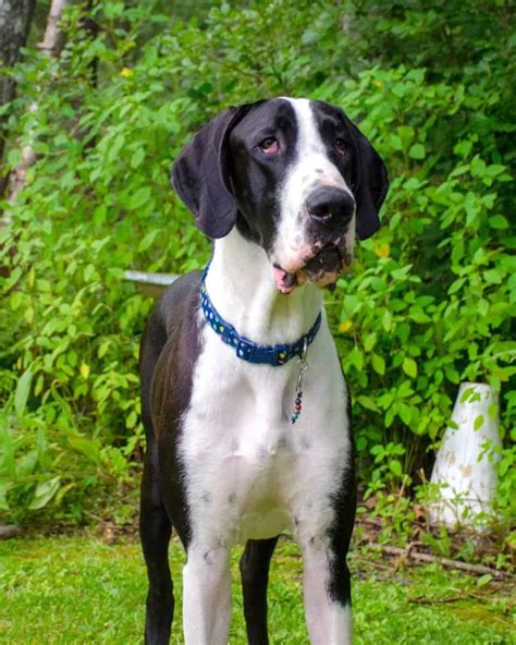 Mantle Great Dane Everything You Need To Know Bubbly Pet