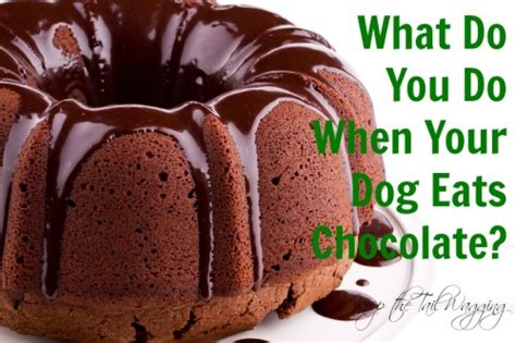 Your dog just ate chocolate, and you're wondering what to do. What to Do When Your Dog Eats Chocolate Cake | Keep the ...