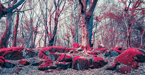3840x1990 Barna Crimson Forest Galway Moss Red Rocks Sky