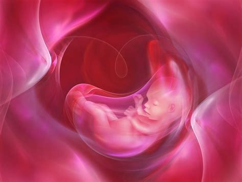 Las Varices En Embarazadas Asociadas A Posibles Daños En La Placenta