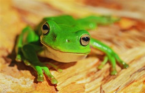 Ciekawostki I Informacje O żabach Dla Dzieci I Dorosłych 🐸