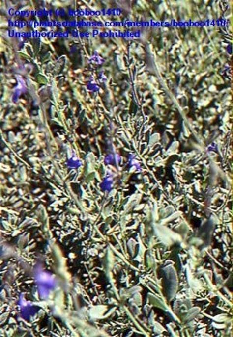 Black and blue sage (salvia guaranitica 'black and blue'). PlantFiles Pictures: Salvia Species, Blue Oak Sage ...