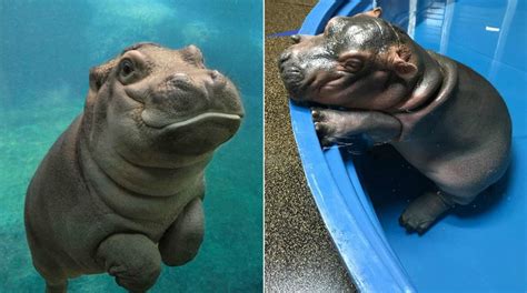 18 Photos That Prove Baby Hippos Are The Cutest Creatures In The Animal