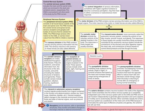 Nervous System Levels Of Organization Anatomy And Physiology