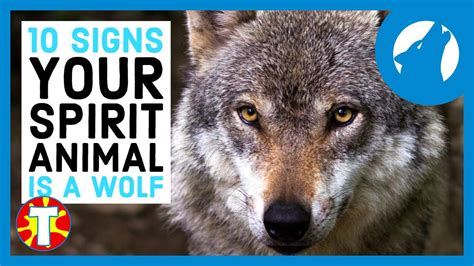 Top 160 Traits Of A Wolf Spirit Animal