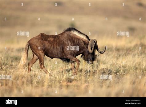 Wildebeest Wildebeests Africa African Bovid Bovids Bovidae Ruminant Ruminants Gnu Mammal Mammals