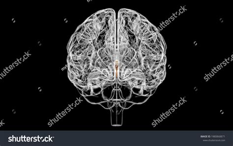 Brain Third Ventricle Anatomy Medical Concept Stock Illustration