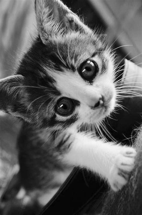 Omg That Face Kittens Cutest Baby Animals Cute Animals