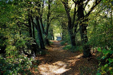 Forest Path Free Photo On Pixabay Pixabay