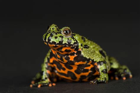 A Fire Bellied Toad Bombina Orientalis Photograph By Joel Sartore