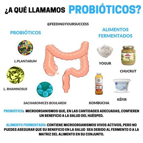 A QuÉ Llamamos ProbiÓticos Los Probióticos Están A La Orden Del Día