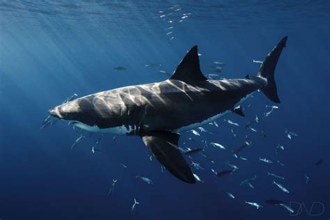 An Insight About Baby Great White Sharks Nautilus Adventures