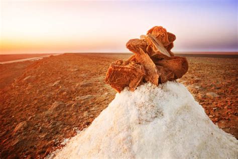 Desert Rose Stock Photos Pictures And Royalty Free Images Istock