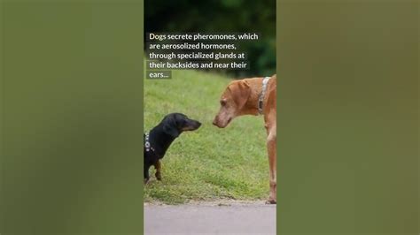 Why Do Dogs Sniff Each Others Butts Dogs Dog Doglife Dogsofyoutube