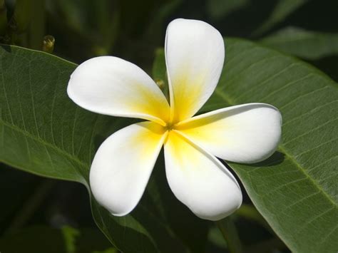 Flowers Wallpapers Frangipani Flowers Wallpapers