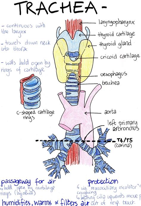 Respiratory System Medical Biology Illustrated Notes Nursing Student