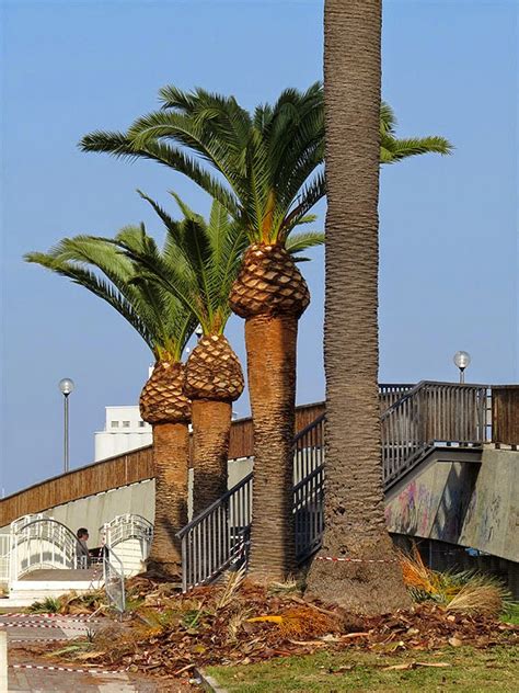 Livorno Daily Photo Freshly Pruned Palm Trees