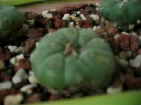 Peyote is extremely slow to grow, taking more than 10 years to grow to maturity in the wild. Peyote button's - YouTube