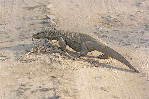 Monitor Lizards As Pets